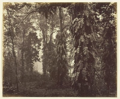 Darjeeling, Indien, ca. 1865. av Samuel Bourne