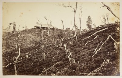 Selim Tea Estate, Darjeeling,  från "Views of Darjeeling",  1860 -1880,  (s/v bild) av Samuel Bourne