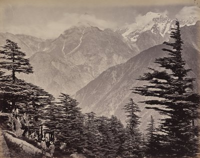 Övre Himalaya. Utsikt nära China Mountains. Himalayacedrar i förgrunden av Samuel Bourne