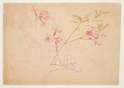 Azaleor av Samuel Colman