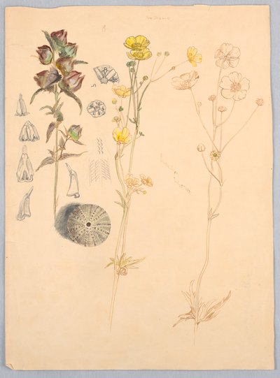 Smörblommor, Mt. Desert av Samuel Colman