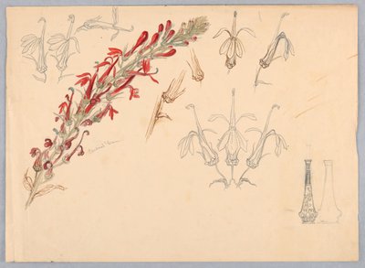 Kardinalblomma av Samuel Colman