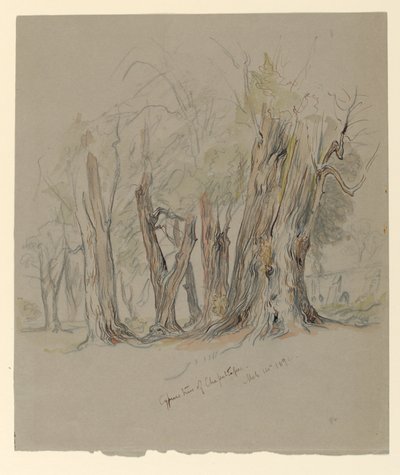 Cypresser i Chapultepec, Mexiko av Samuel Colman