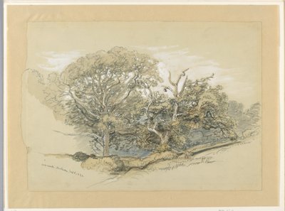 Teckning, Oak Wood, Montauk, New York, 8 september 1880 av Samuel Colman