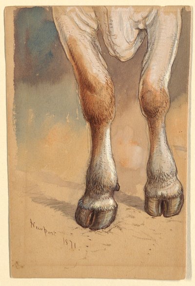 Teckning, Studier efter nötkreatur, 1871 av Samuel Colman