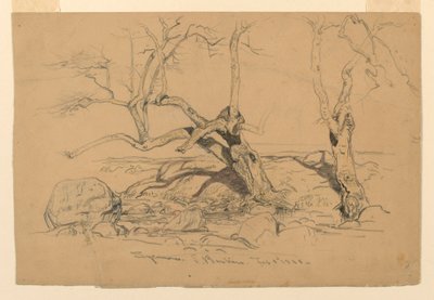 Teckning, Studier. Träd, Santa Barbara, Kalifornien, 3 februari 1888 av Samuel Colman