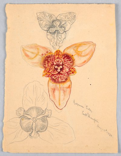 Japanese Lily, East Hampton av Samuel Colman