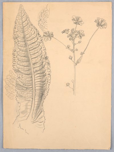Bladstudier av Samuel Colman