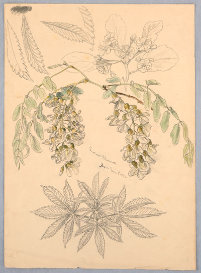 gräshoppor blommar av Samuel Colman