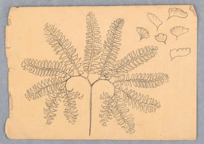 Jungfruhår Fern av Samuel Colman