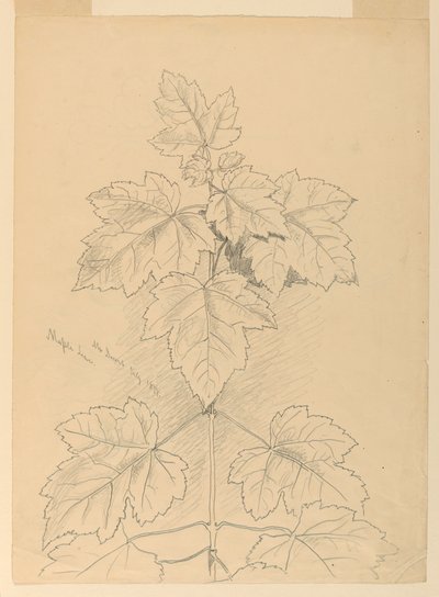 Lönnlöv, Mount Desert av Samuel Colman