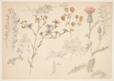 Studier av ängsblommor av Samuel Colman