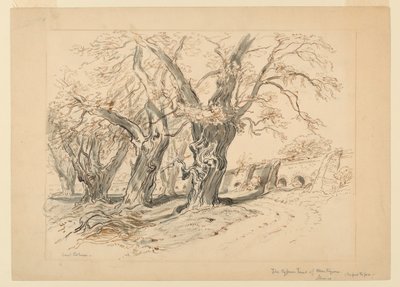 Studie för The Cypress Trees of Montezuma, Park of Chapultepec, Mexiko av Samuel Colman
