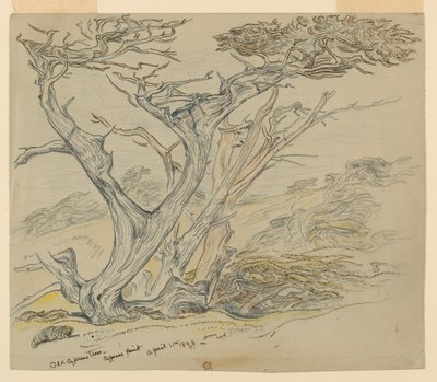 Studie av gamla cypressträd, Cypress Point av Samuel Colman