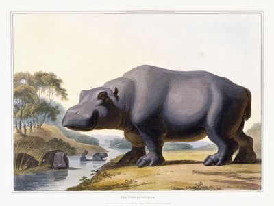 Flodhästen, 1804 av Samuel Daniell