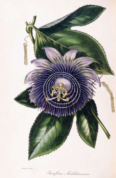 Passiflora Middletoniana, ca 1834-1849 av Samuel Holden