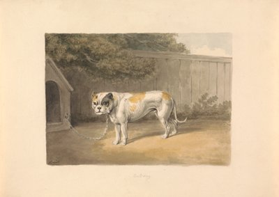 En bulldogg av Samuel Howitt