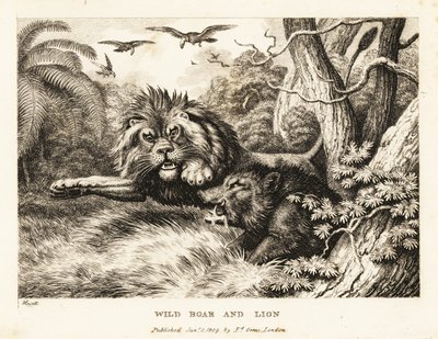 Ett lejon och vildsvin slåss medan gamar cirklar ovanför. 1811 (etsning) av Samuel Howitt