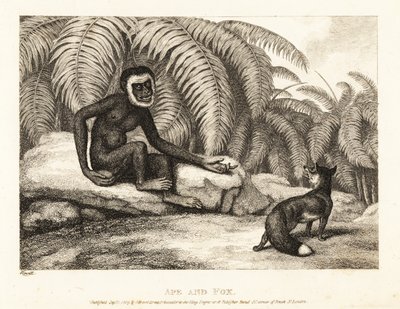 En svanslös apa ber en räv om en del av hans svans. Apa och räv. 1811 (etsning) av Samuel Howitt