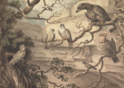 En uggla, en örn, två falkar, en gam och andra fåglar sittande i träd av Samuel Howitt