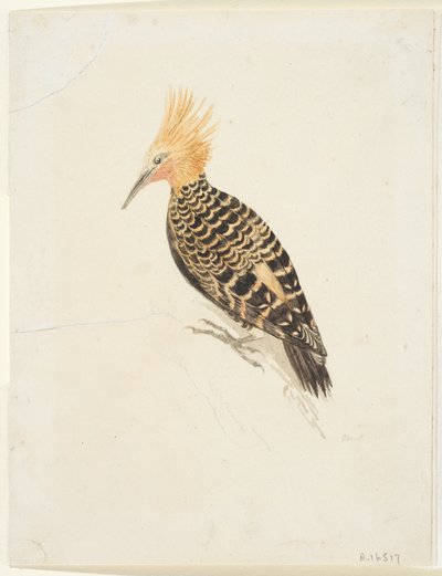 Fågel, ca 1765-22 (grafit och akvarell på vävt papper, nedlagd) av Samuel Howitt