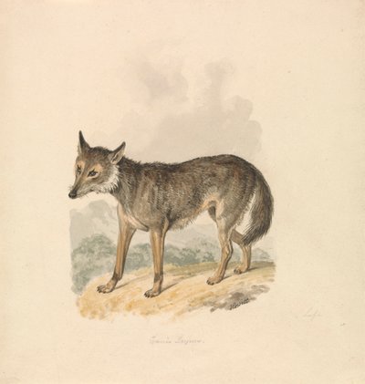 Canis Lupus, eller grå varg av Samuel Howitt