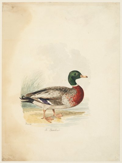 Anka - Anas boschas (recto), c.1813-22 (grafit, penna & brunt bläck & akvarell, grafit på vävt papper) av Samuel Howitt