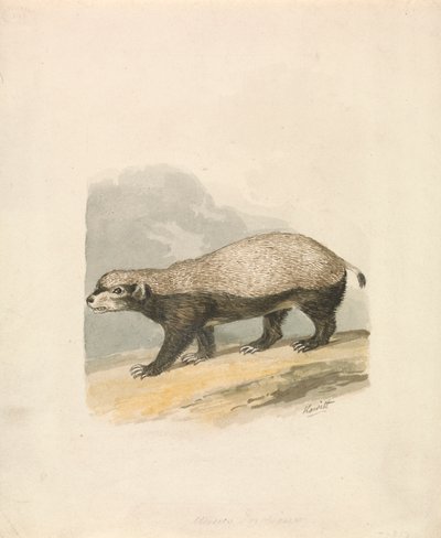 Honungsgrävling av Samuel Howitt