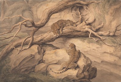 Lekande leoparder bland fallna träd och klippor av Samuel Howitt