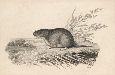 Bisamråtta av Samuel Howitt