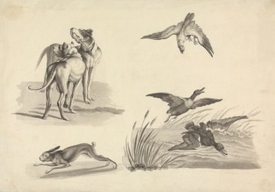 Ark med studier av hundar, hare, falk och ankor av Samuel Howitt