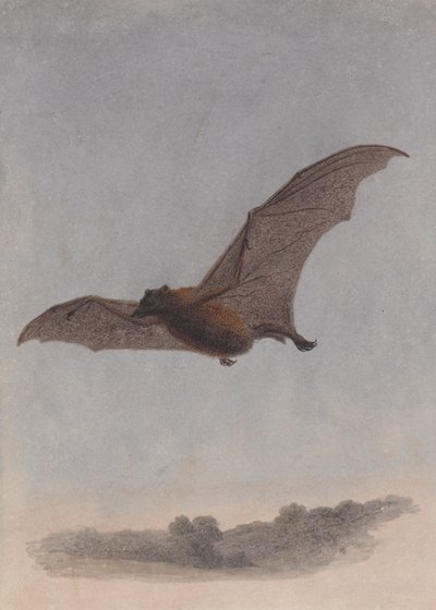 Studie av en vampyrfladdermus av Samuel Howitt