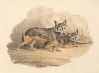 Två hyenor av Samuel Howitt