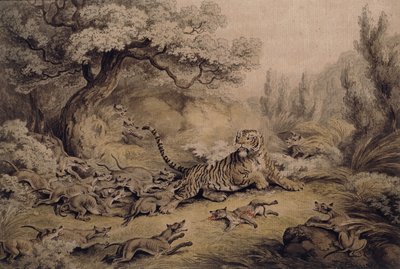 Vilda hundar som attackerar en tiger, av Samuel Howitt