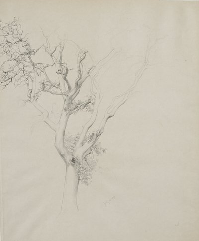 Trädstudie, 1884 (grafit på grått vävt papper) av Samuel Isham