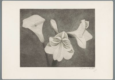 Amaryllis och arum av Samuel Jessurun de Mesquita (signed by artist)