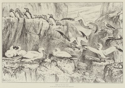 Fåglar på Bass Rock, i Natural History Museum, South Kensington av Samuel John Carter