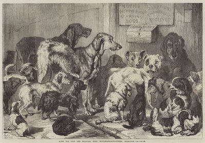 Hem för vilsna och svältande hundar, Hollingsworth-Street, Islington av Samuel John Carter