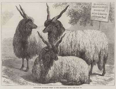 Ungerska bergsfår på Smithfield Show av Samuel John Carter