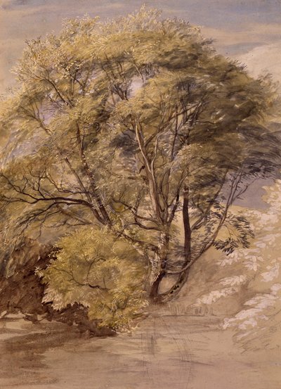 Study of a Willow Tree, c.1850 (akvarell på papper) av Samuel Palmer