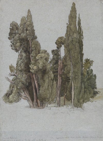 Cypresserna i Villa d
