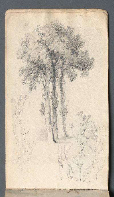 Skissbok: Trädstudie, 1814. av Samuel Prout