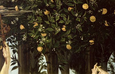 Primavera, detalj av apelsinträdet, c.1478 tempera på panel av Sandro Botticelli