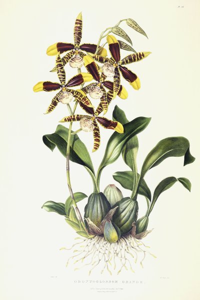 Odontoglossum Grande, c.1837-1843 av Miss Drake