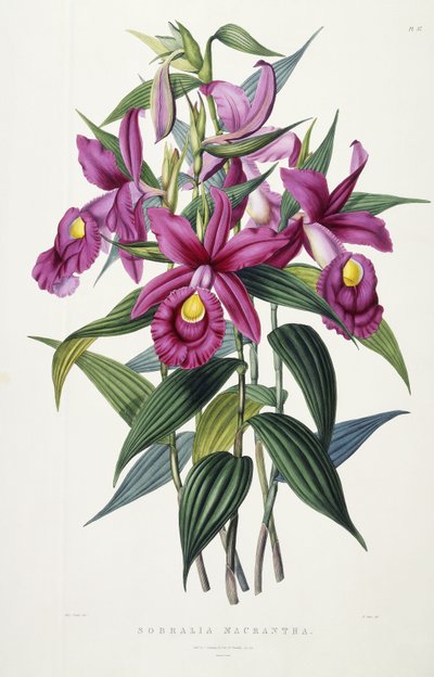 Sobralia Macrantha, ca 1837-43 av Miss Drake