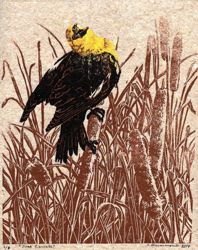 Cattail Cantata, 2017 (linoleumsnitt) av Sarah Drummond