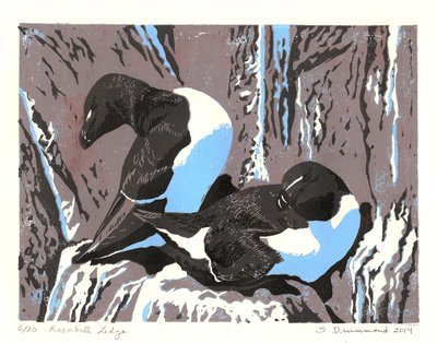 Razorbill Ledge, 2014 (Linoleumsnitt) av Sarah Drummond
