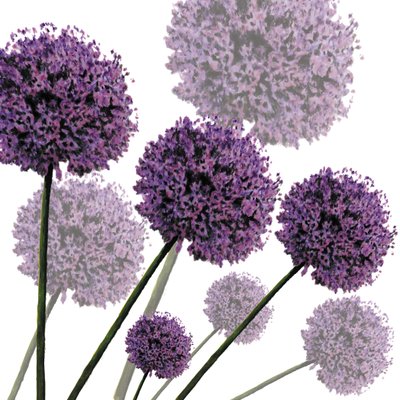 Allium Fernandez, 2004 (digital) av Sarah Hough