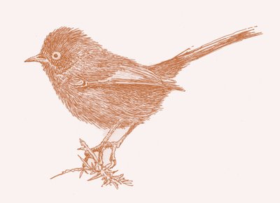 Dartford Warbler, 2017 av Sarah Hough