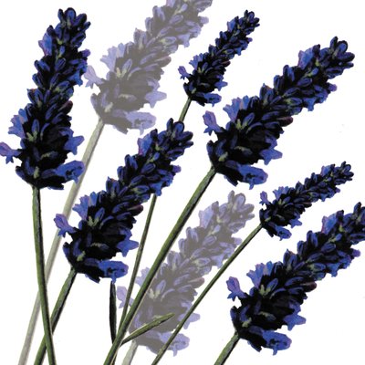 Sweet Lavender, 2004 (digital) av Sarah Hough